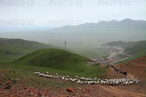Sheep flock with Yaks
