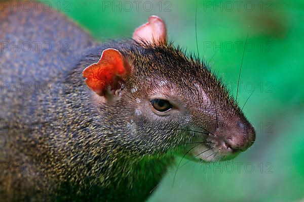 Red-rumped Agouti