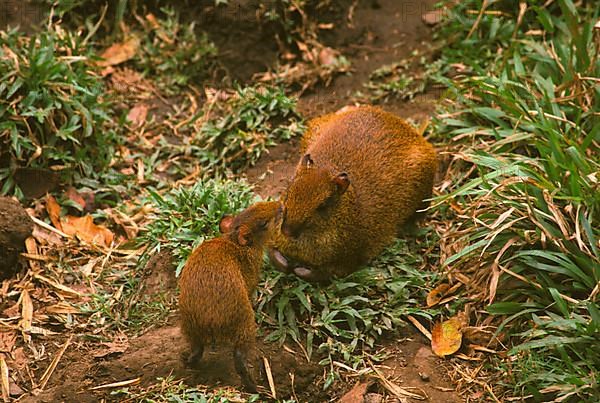 Central american agouti