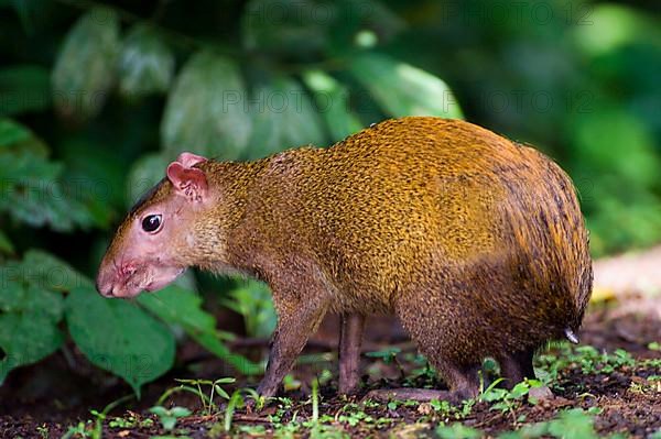 Central American Agouti