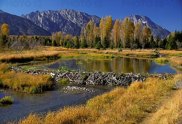 American Beaver Beaver Dam