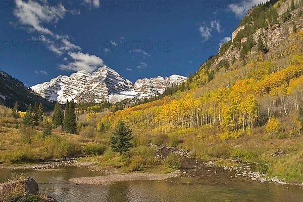 Aspen Trees in Autumn Colour Maroon Bells