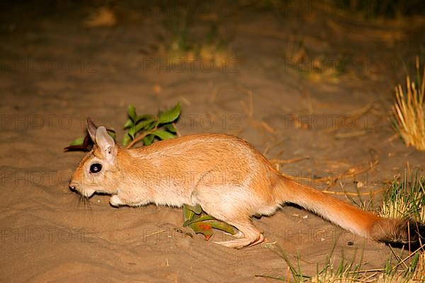 South african springhare