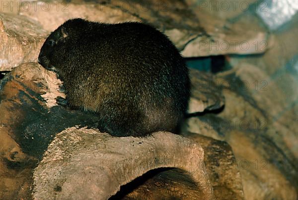 Jamaican Piglet Rat