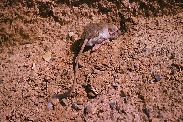 Lesser egyptian jerboa