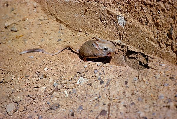 Lesser egyptian jerboa