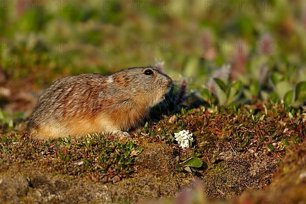 Brown Lemming