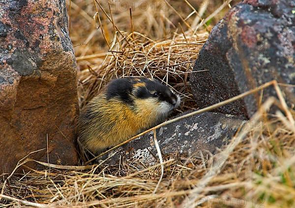 Norway norway lemming