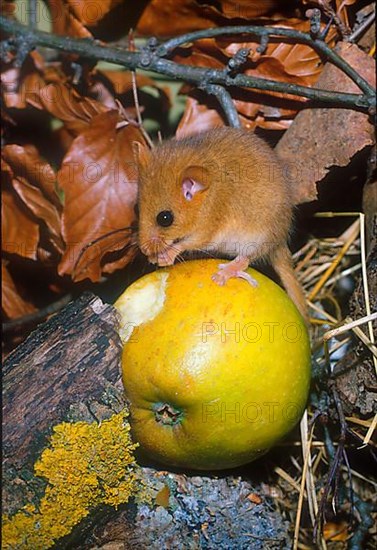 Dormouse