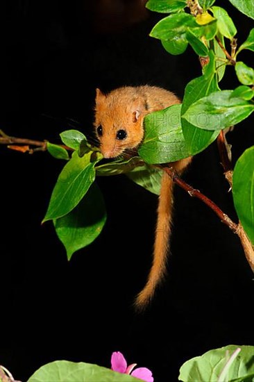 Dormouse