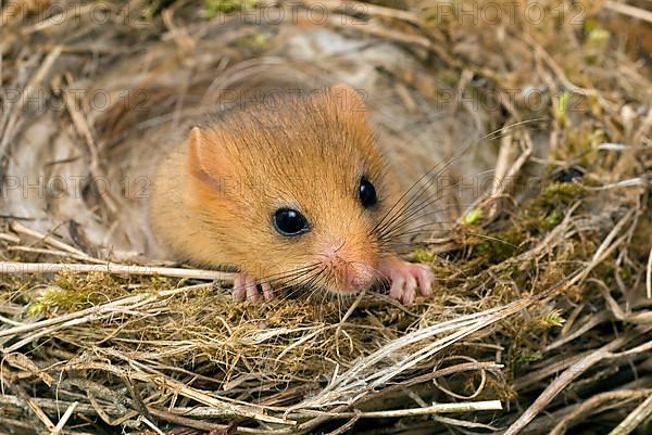 Hazel Dormouse