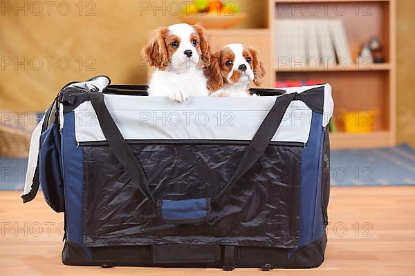 Cavalier King Charles Spaniel