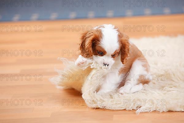 Cavalier King Charles Spaniel