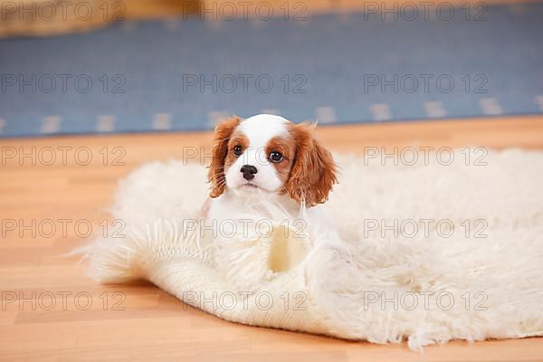 Cavalier King Charles Spaniel