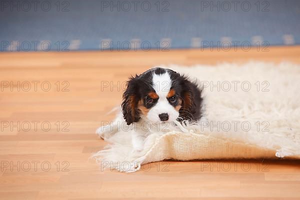 Cavalier King Charles Spaniel