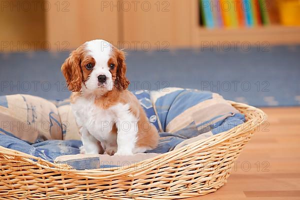 Cavalier King Charles Spaniel