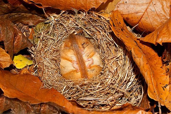 Hazel Dormouse