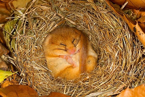 Hazel Dormouse