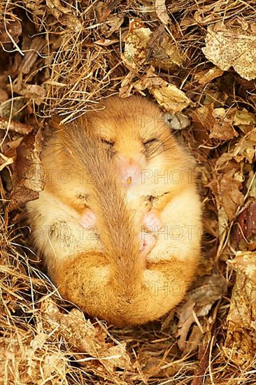 Hazel Dormouse