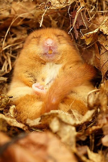 Hazel Dormouse