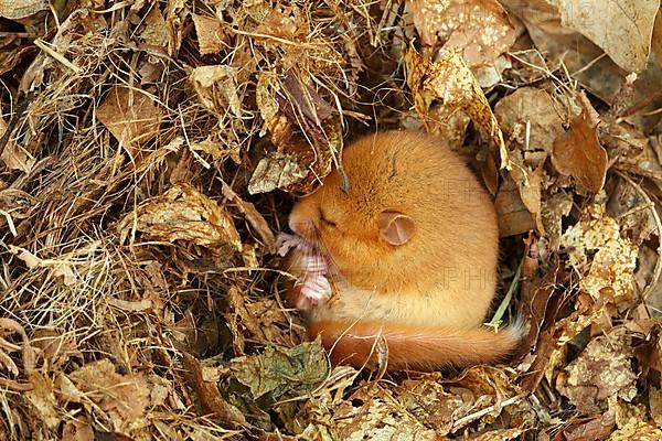 Hazel Dormouse