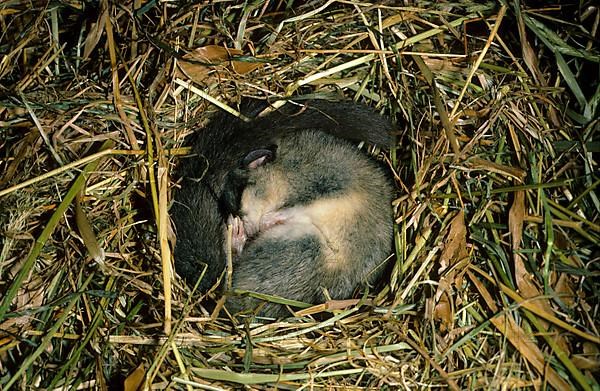 Fat edible dormouse