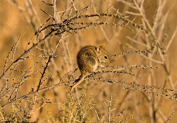 Four-striped Grass Mouse