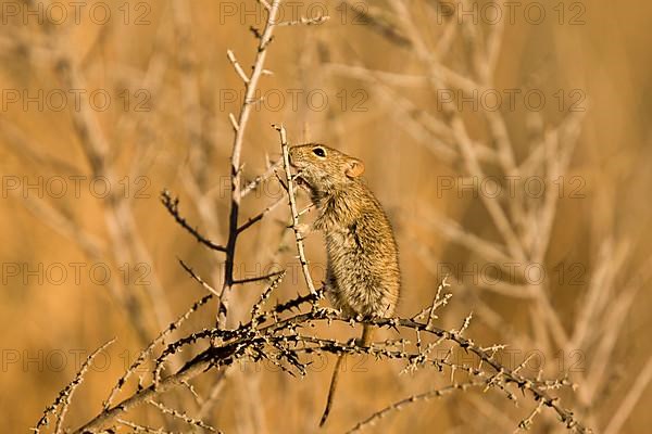 Four-striped Grass Mouse