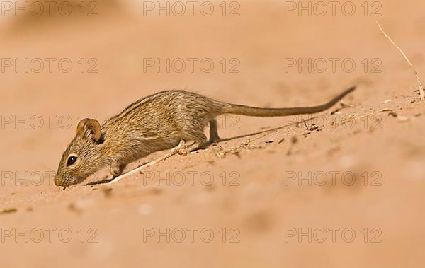 Four-striped Grass Mouse