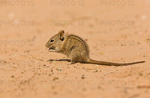 Four-striped Grass Mouse