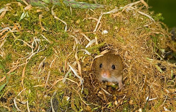 Dwarf Mouse