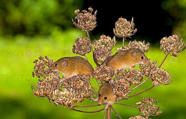 Dwarf Mouse eurasian harvest mice