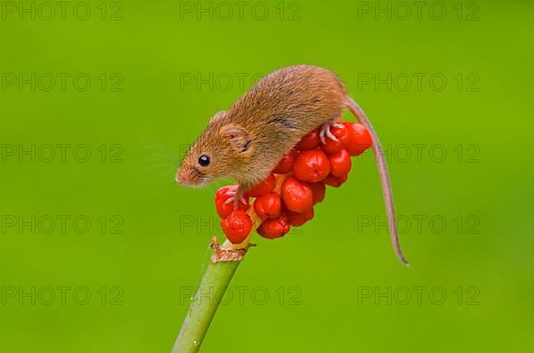 Dwarf Mouse