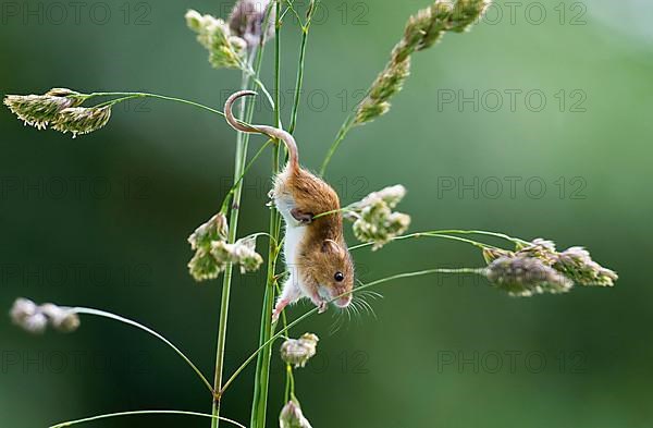 Harvest Mouse