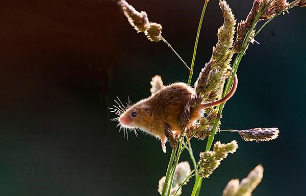 Harvest Mouse