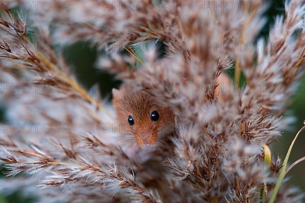 Harvest Mouse