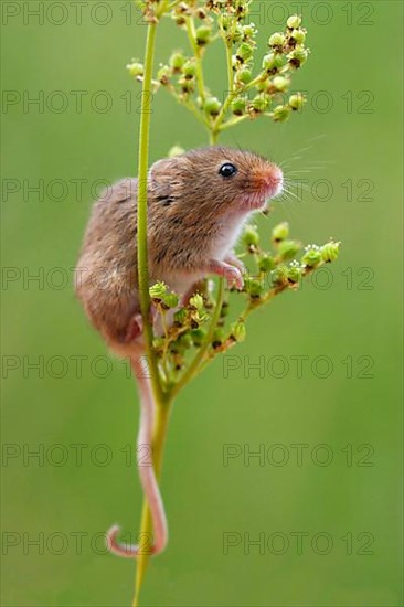 Harvest Mouse