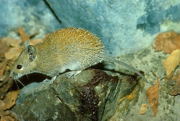 Golden Spiny Mouse