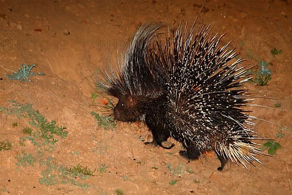 Cape Porcupine