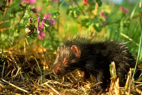 Crested porcupine