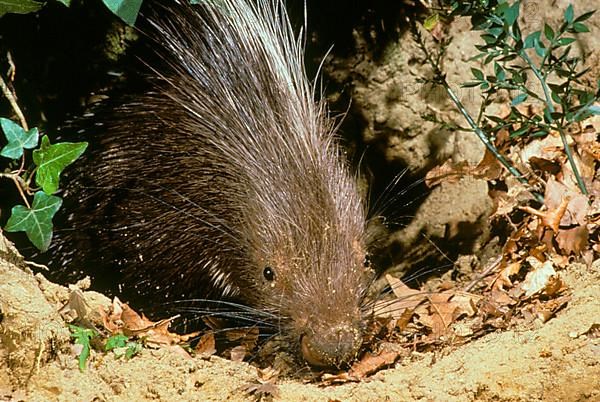 Crested porcupine