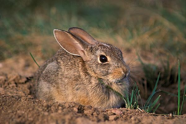 Desert cottontail rabbit