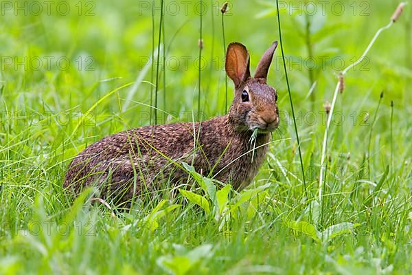 Eastern Cottontail