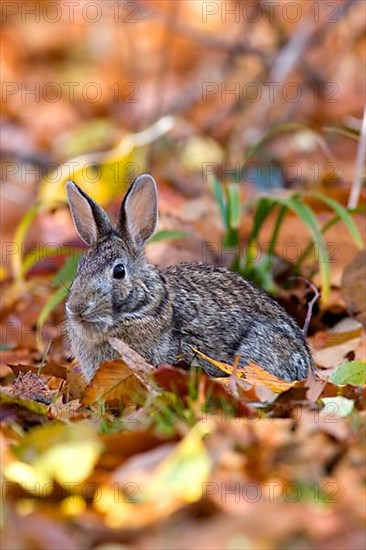 Eastern Cottontail