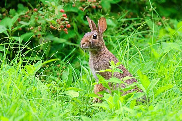 Eastern Cottontail