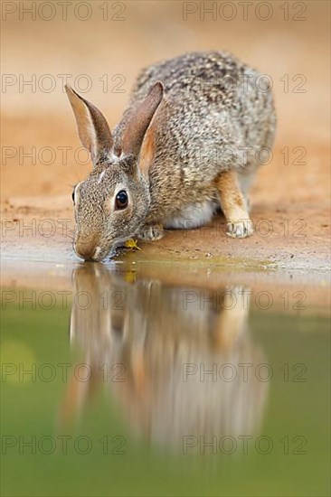 Florida cottontail rabbit