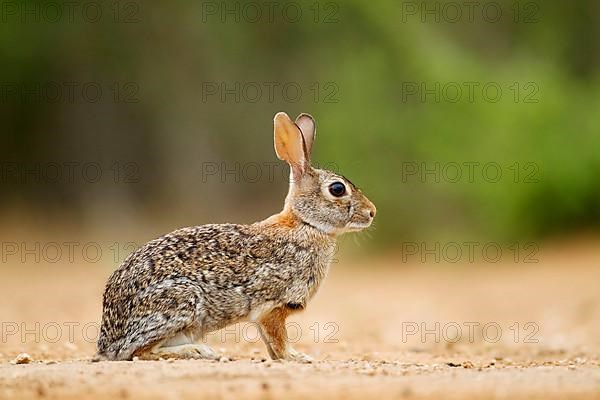 Florida cottontail rabbit