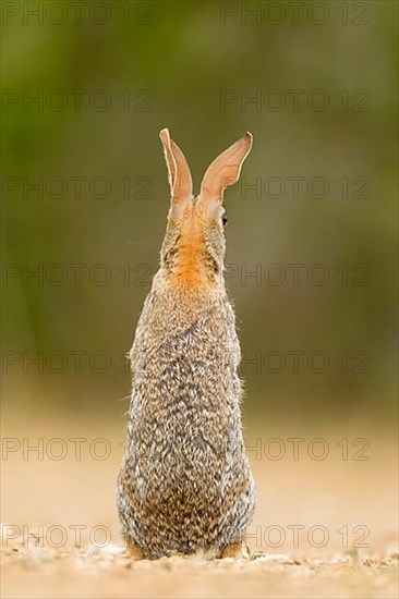 Florida cottontail rabbit