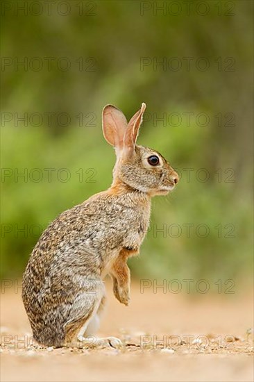 Florida cottontail rabbit