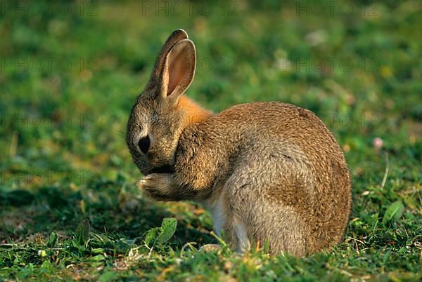 European rabbit